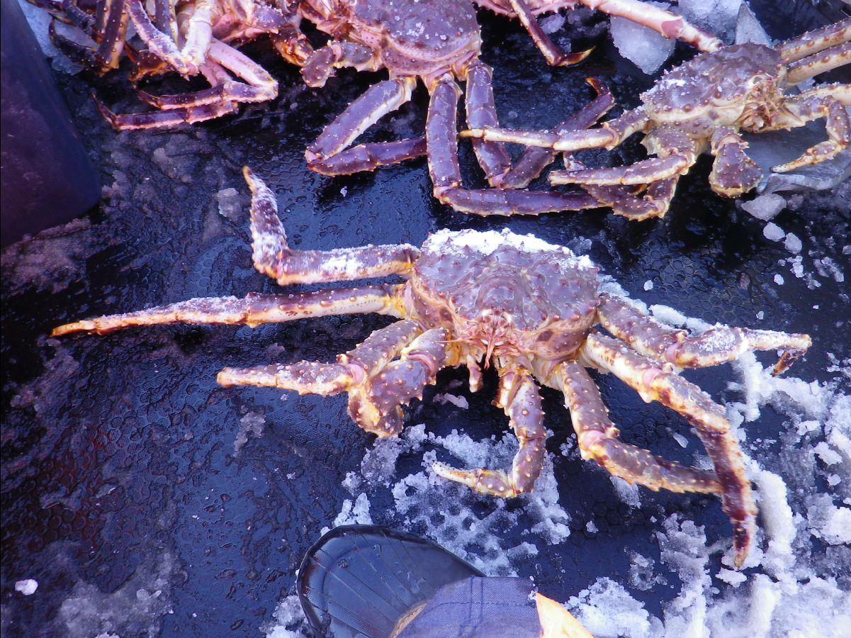 King Crab031